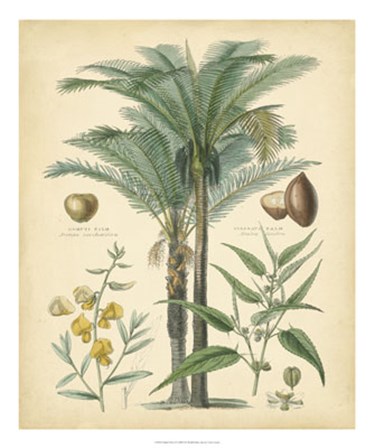 Fruitful Palm I by Vision Studio art print