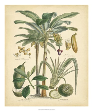Fruitful Palm II by Vision Studio art print