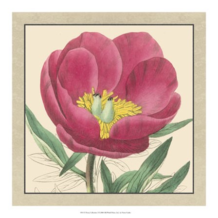 Peony Collection I by Vision Studio art print