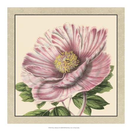 Peony Collection II by Vision Studio art print