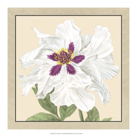 Peony Collection IV by Vision Studio art print
