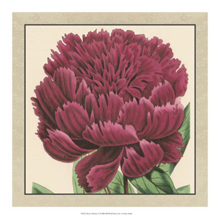 Peony Collection V by Vision Studio art print