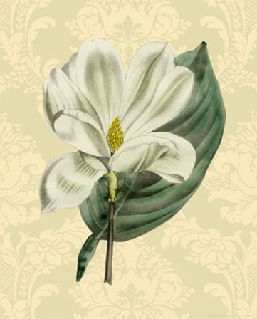 Magnolia with background (A) by Apogee Services art print