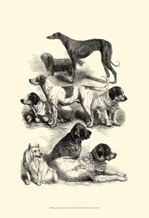 International Show Dogs, 1863  II by Harrison Weir art print