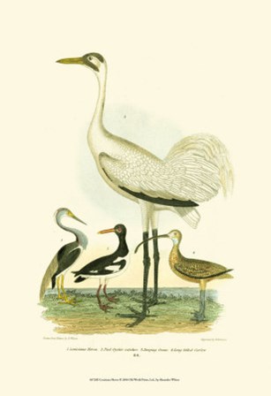 Louisiana Heron by Alexander Wilson art print