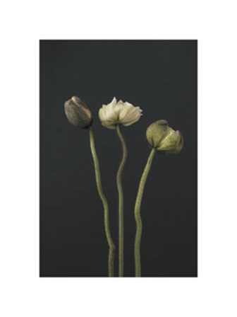 Poppies #3 art print