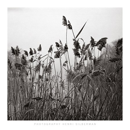 Prospect Lake Grasses by Henri Silberman art print