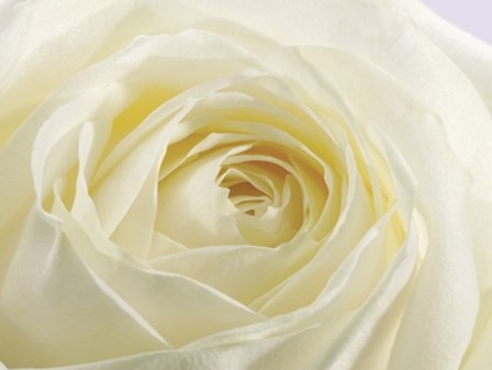 Study of a White Rose by Ivor Innes art print