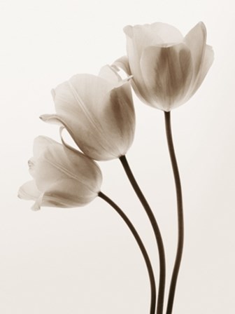 Composition with Three Tulips by Tim Smith art print