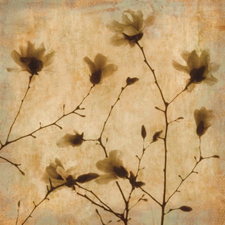 Magnolias II by Caroline Kelly art print