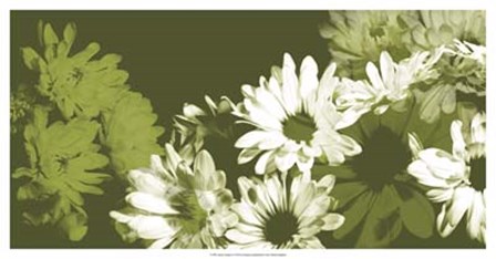 Daisy Garden I by A. Project art print