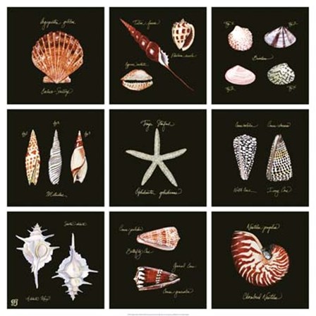 Striking Shells 9-patch by Ginny Joyner art print