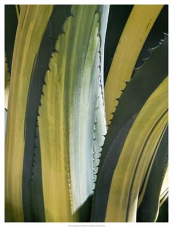 Variegated Agave I by Rachel Perry art print