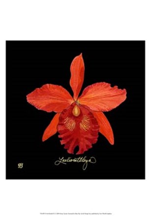Vivid Orchid IX by Ginny Joyner art print