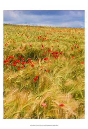 Poppies in Field II by Colby Chester art print