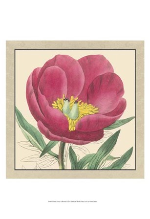 Small Peony Collection I (P) by Vision Studio art print