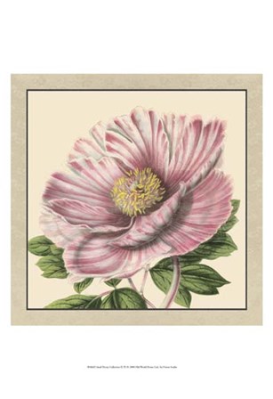 Small Peony Collection II (P) by Vision Studio art print