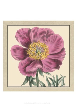 Small Peony Collection III (P) by Vision Studio art print