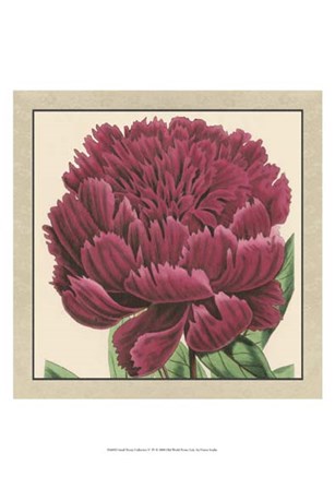 Small Peony Collection V (P) by Vision Studio art print