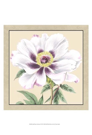 Small Peony Collection VI (P) by Vision Studio art print