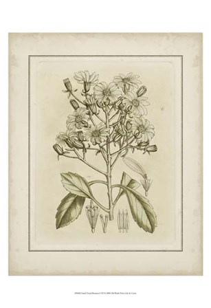 Small Tinted Botanical I (P) by Edward S. Curtis art print