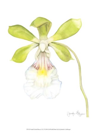 Small Orchid Beauty I (U) by Jennifer Goldberger art print