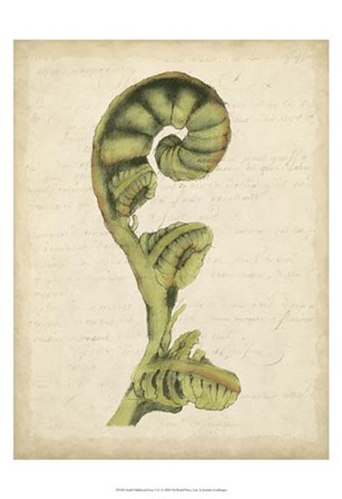 Small Fiddlehead Ferns I (U) by Jennifer Goldberger art print