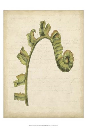Small Fiddlehead Ferns III (U) by Jennifer Goldberger art print