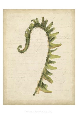 Small Fiddlehead Ferns IV (U) by Jennifer Goldberger art print