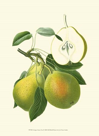 Antique Green Pear by Vision Studio art print