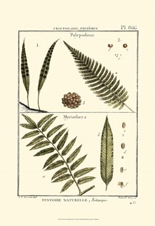 Fern Classification I by Denis Diderot art print