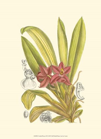 Orchid Plenty II by Edward S. Curtis art print