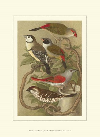 Cassel&#39;s Petite Songbirds II by Cassell art print