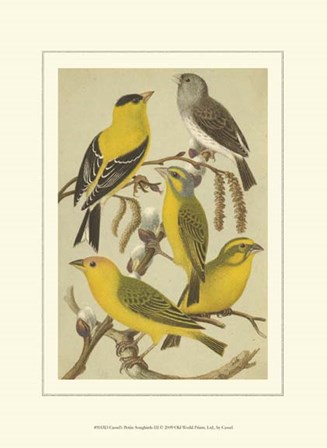 Cassel&#39;s Petite Songbirds III by Cassell art print