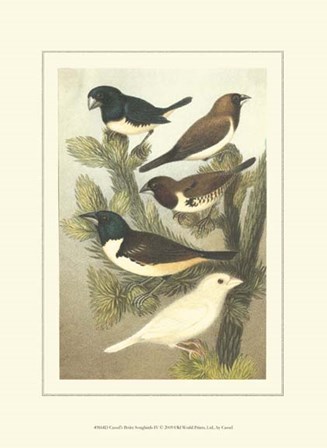 Cassel&#39;s Petite Songbirds IV by Cassell art print