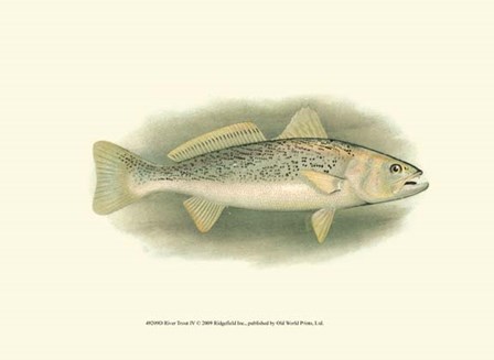 River Trout IV art print