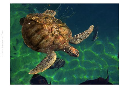 Aegean Sea Turtles III by Vision Studio art print