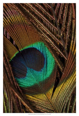Peacock Feathers II by Vision Studio art print