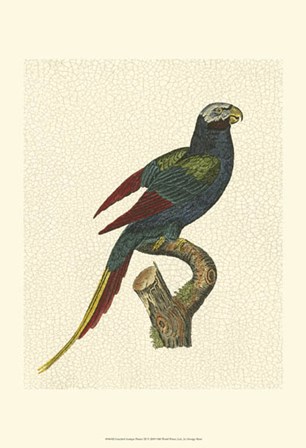 Crackled Antique Parrot III by George Shaw art print