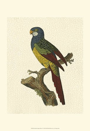 Crackled Antique Parrot IV by George Shaw art print