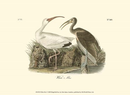 White Ibis by John James Audubon art print