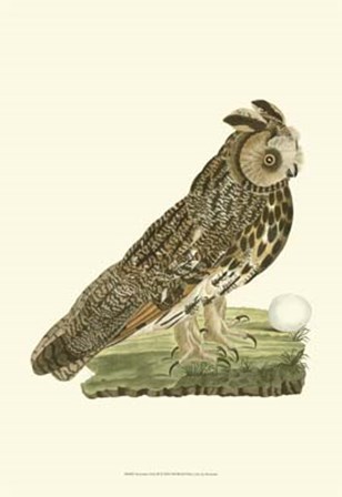 Nozeman Owls III art print