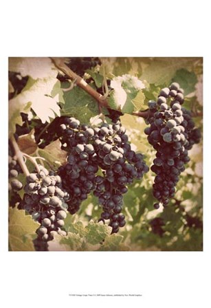 Vintage Grape Vines I by Jason Johnson art print