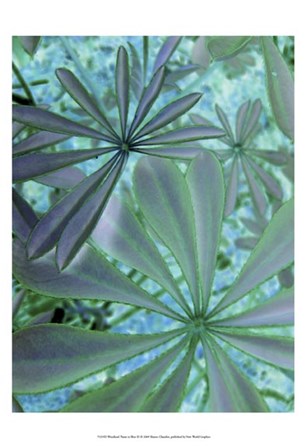 Woodland Plants in Blue III by Sharon Chandler art print