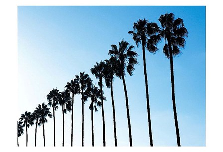 La Jolla Palms by Jenny Kraft art print