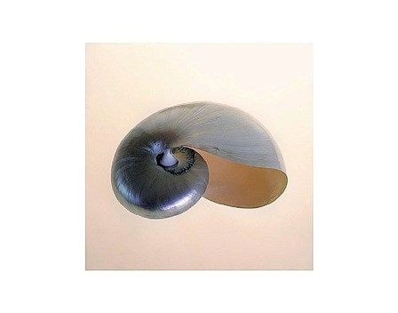 Polished Nautilus by Tom Artin art print
