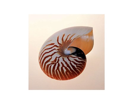 Nautilus by Tom Artin art print