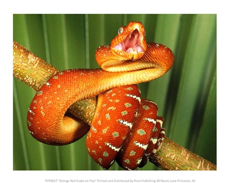 Orange Red Snake on Tree art print