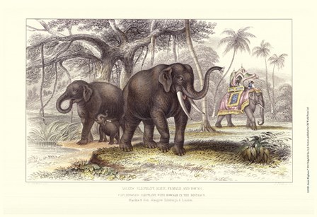 Asiatic Elephants by J. Stewart art print