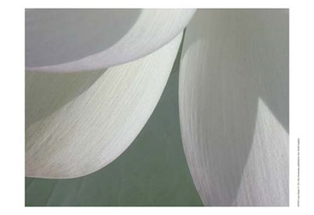 Lotus Detail I by Jim Christensen art print